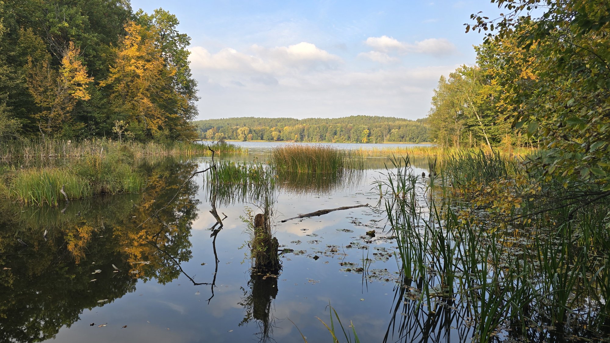 Jezioro Bachotek od strony Małgorzatki, trzciny i las jesienią