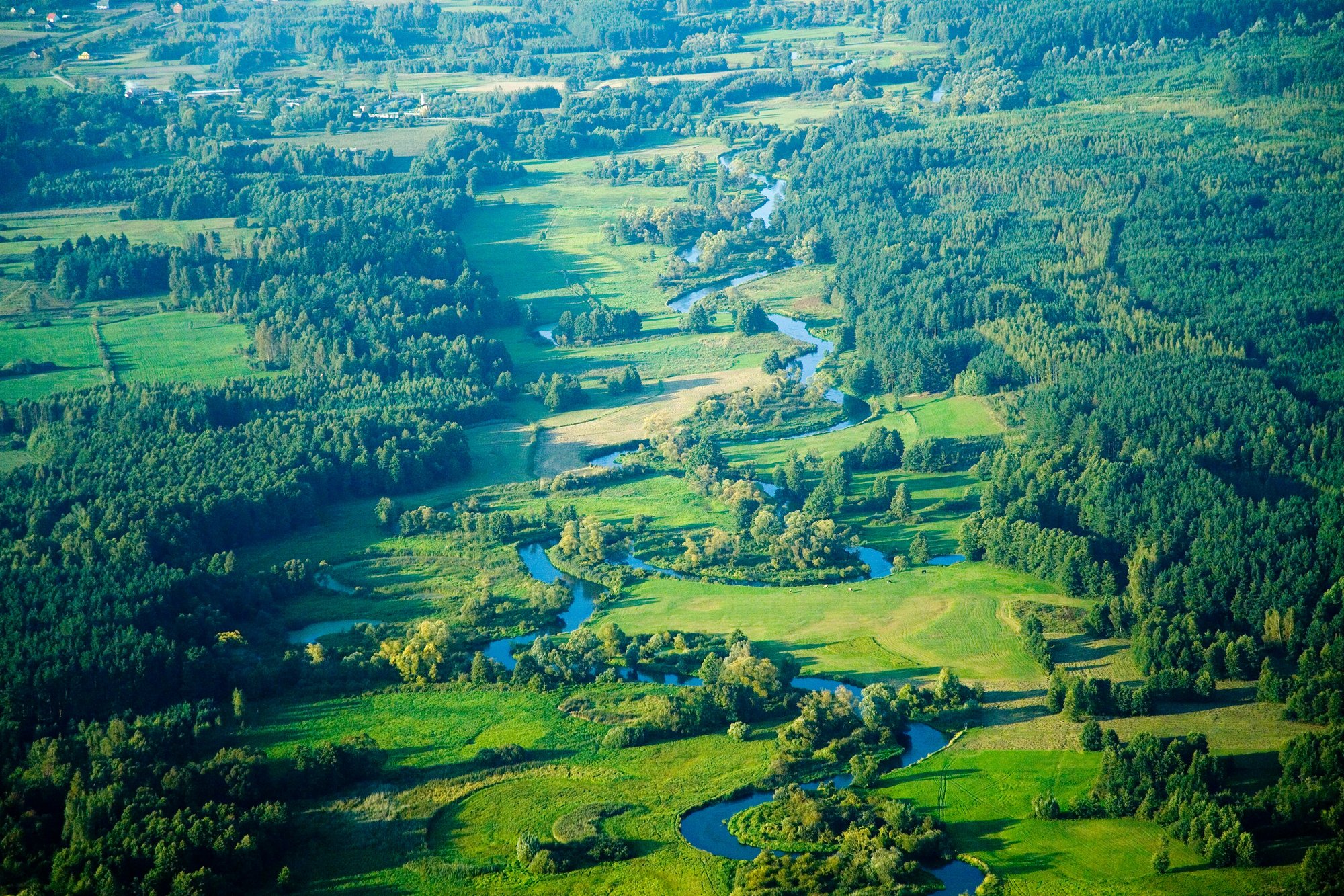 Meandrująca Drwęca wśród lasów i łąk w gminie Brzozie, widok z lotu ptaka