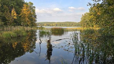 Jezioro Bachotek od strony Małgorzatki, trzciny i las jesienią