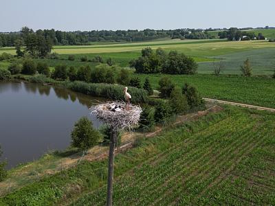 Bocian na gnieździe w Strzygach